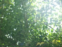 c0265736_14533941.png