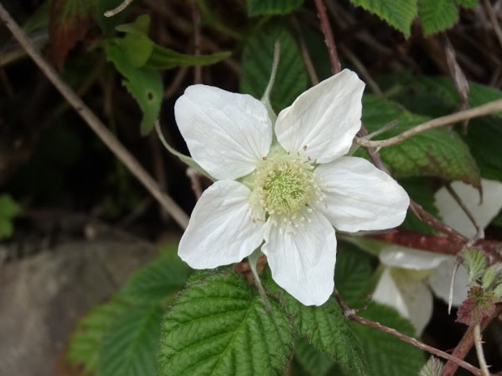 木イチゴ 木苺 の花 今日の一枚 木イチゴ 木苺 の花 今日の一枚