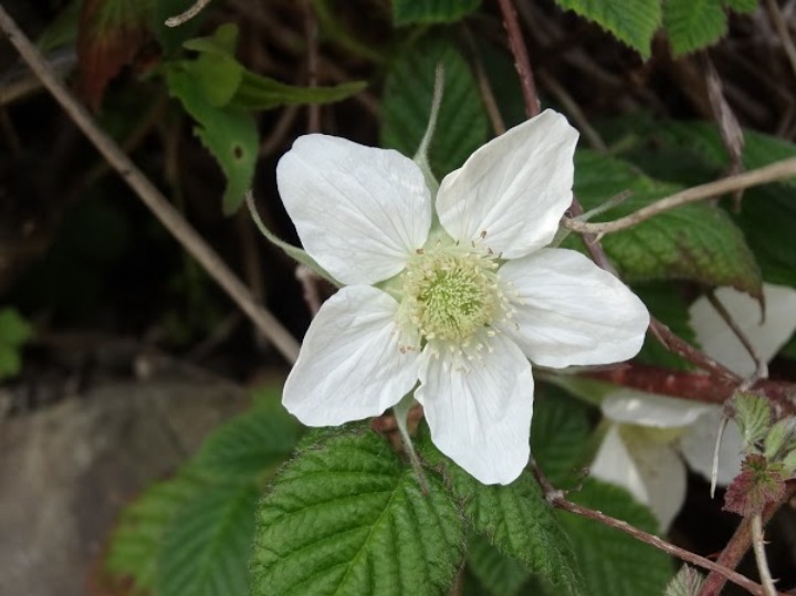 木イチゴ（木苺）の花_b0042439_501517.jpg