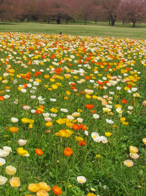 ４月１１日　　芥子が輝くときですね。_f0117041_581268.jpg