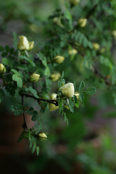 f0271343_85913.jpg