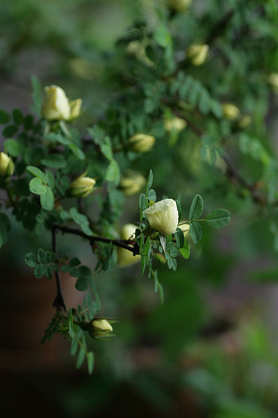 rosa primura_f0271343_85913.jpg