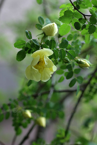 rosa primura_f0271343_883490.jpg