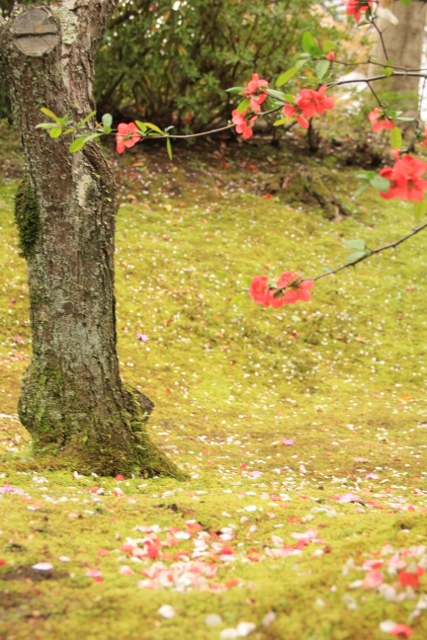 天龍寺／百花苑　その１　＠京都府_f0048546_6523612.jpg