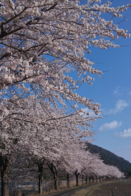 朽木桜と椿の寺「興聖寺」_d0005250_1737378.jpg