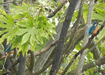 e0172950_20484745.jpg