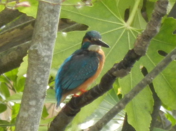 e0172950_2048571.jpg
