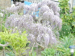 e0172950_2051685.jpg