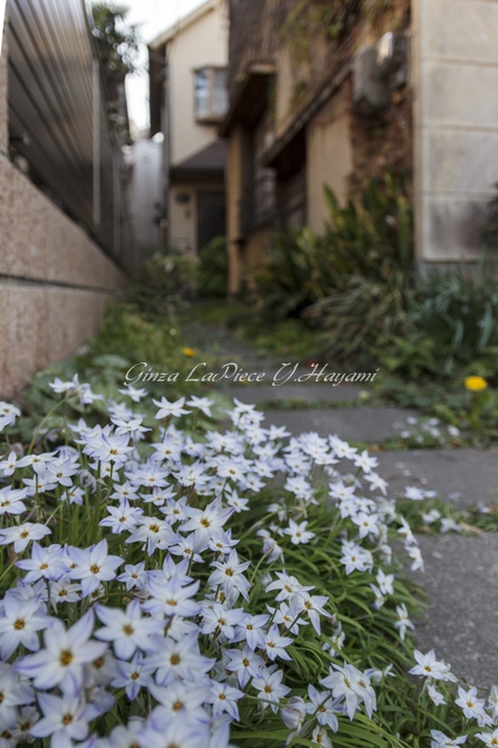 花のある風景　下町の路地のアイフェイオン_b0133053_014120.jpg