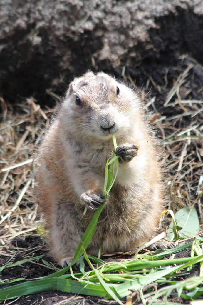 プレーリーの動物たち_e0294253_15232474.jpg