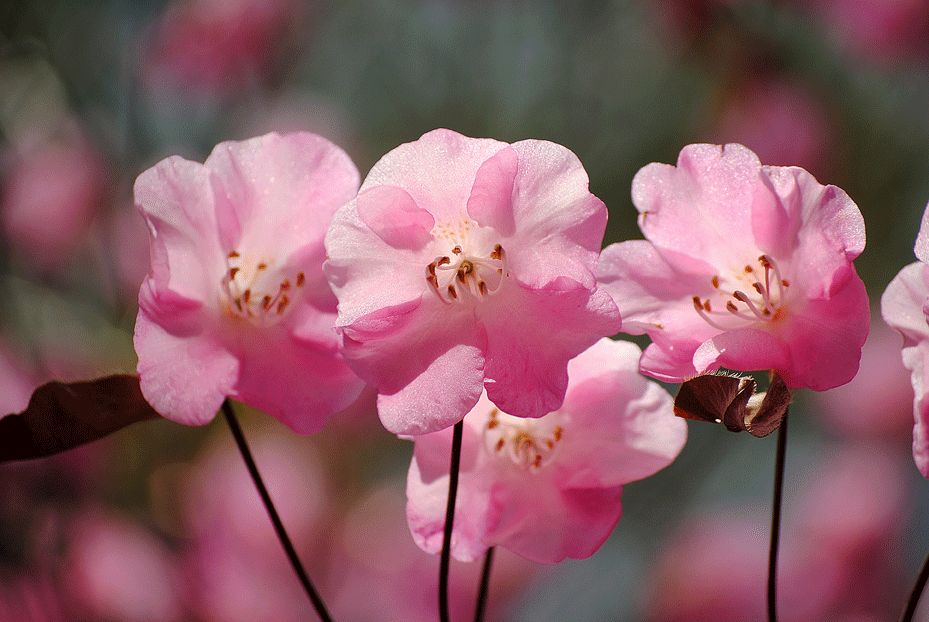 a0001354_2032011.gif