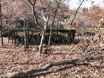 原木しいたけのコマ打ち作業やってみました(株式会社旬援隊編その1)_a0254656_15432753.jpg