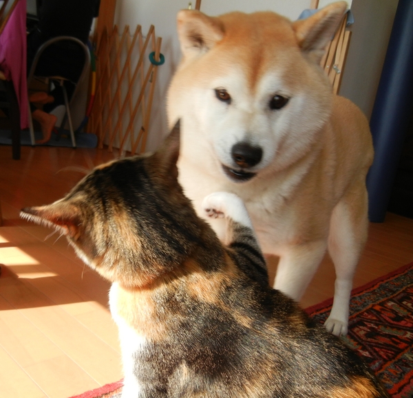 ’13,4,11(木)スワッ!久しぶりのバトル~!_f0060461_21102618.jpg