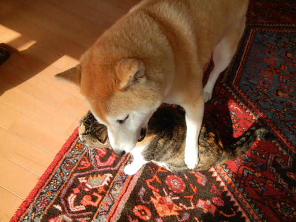 ’13,4,11(木)スワッ!久しぶりのバトル~!_f0060461_21111664.jpg