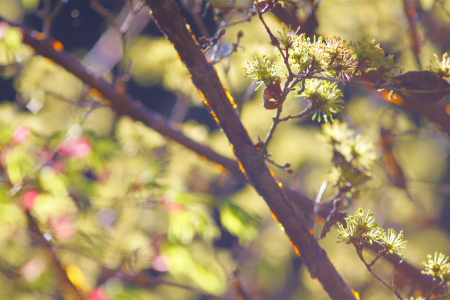 山家の花_e0303064_15533328.jpg