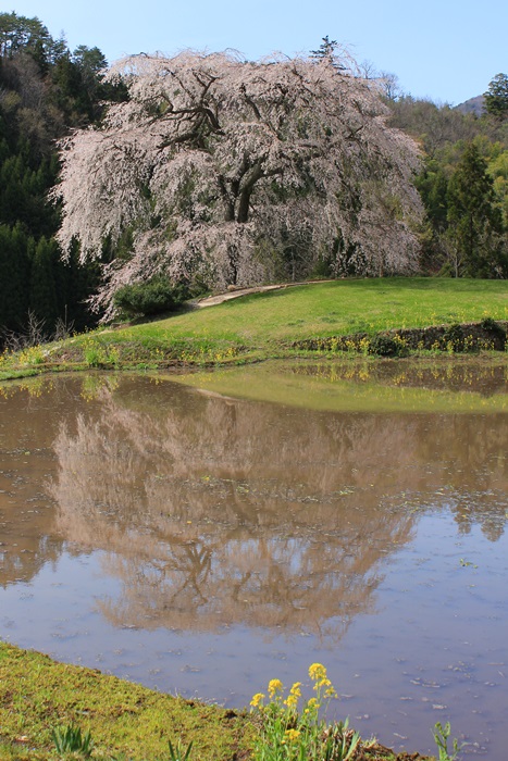 与一野の桜_a0183666_6363348.jpg