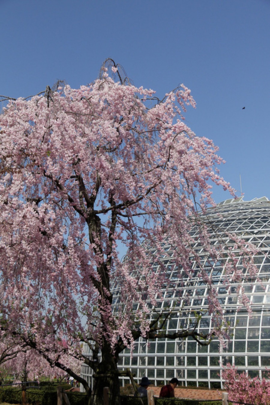 東谷山フルーツパーク・枝垂桜_a0093767_13304373.jpg