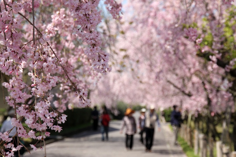 東谷山フルーツパーク・枝垂桜_a0093767_14284656.jpg