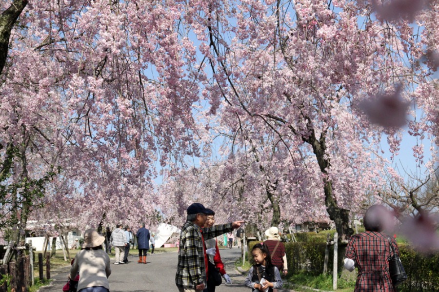 東谷山フルーツパーク・枝垂桜_a0093767_14352760.jpg