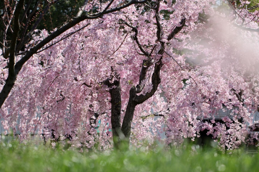 東谷山フルーツパーク・枝垂桜_a0093767_1437717.jpg