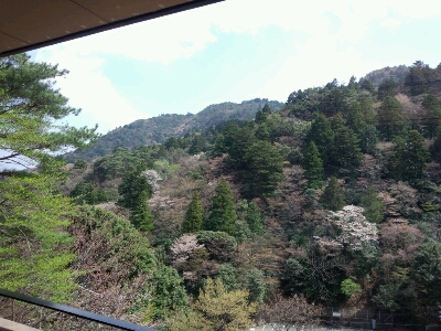 湯の山温泉街の桜が見頃です 鹿の湯ホテルブログ