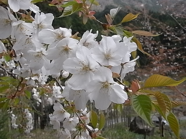 a0146070_75816.jpg