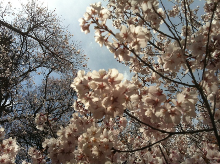 桜を見に高遠へ。_a0104074_22192467.jpg