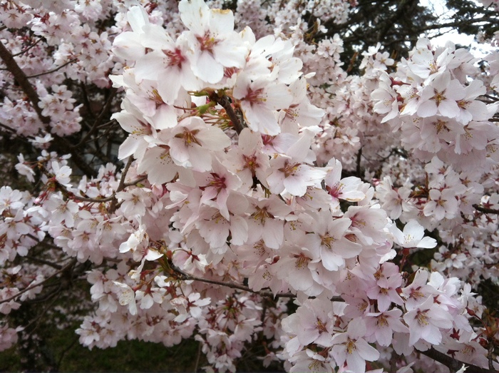 桜を見に高遠へ。_a0104074_2227025.jpg