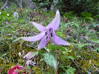 カタクリの花_e0046477_17103573.jpg