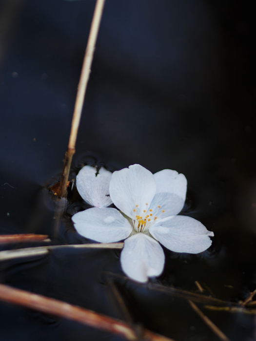 落桜~水辺にて~_a0161380_21401954.jpg
