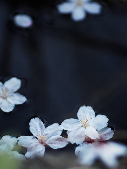 落桜~水辺にて~_a0161380_2146274.jpg