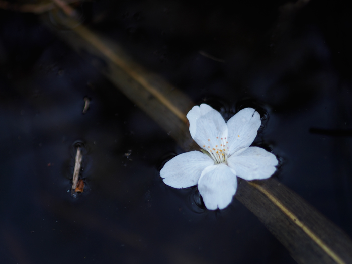 落桜~水辺にて~_a0161380_2153030.jpg