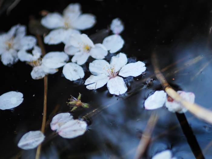 落桜~水辺にて~_a0161380_21541371.jpg