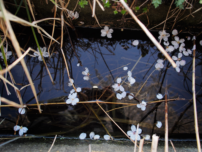 落桜~水辺にて~_a0161380_21563857.jpg