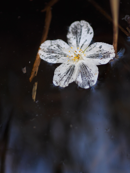 落桜~水辺にて~_a0161380_2159168.jpg