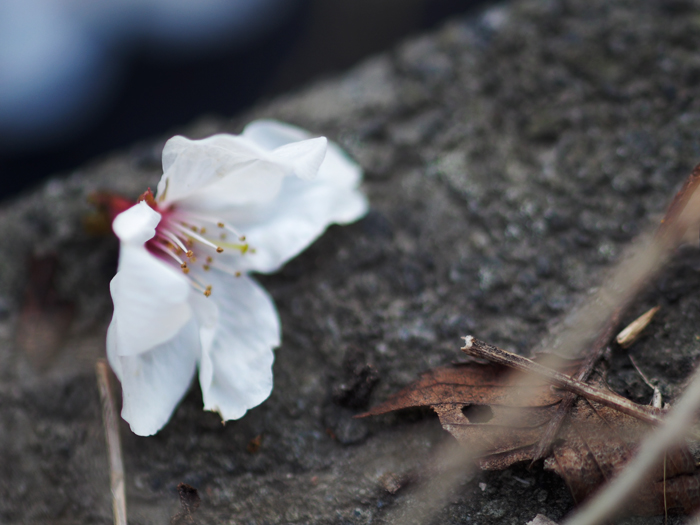落桜~水辺にて~_a0161380_2231458.jpg