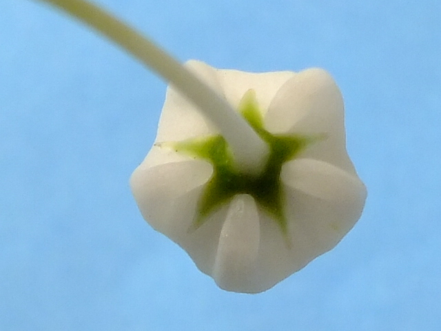 e0145782_20565266.jpg