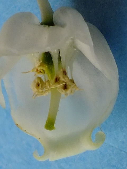 e0145782_20575329.jpg