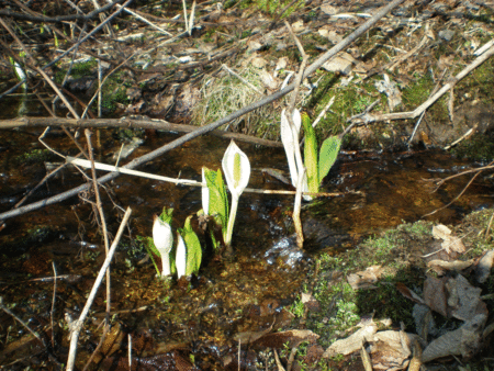 水芭蕉_b0093685_201317.gif