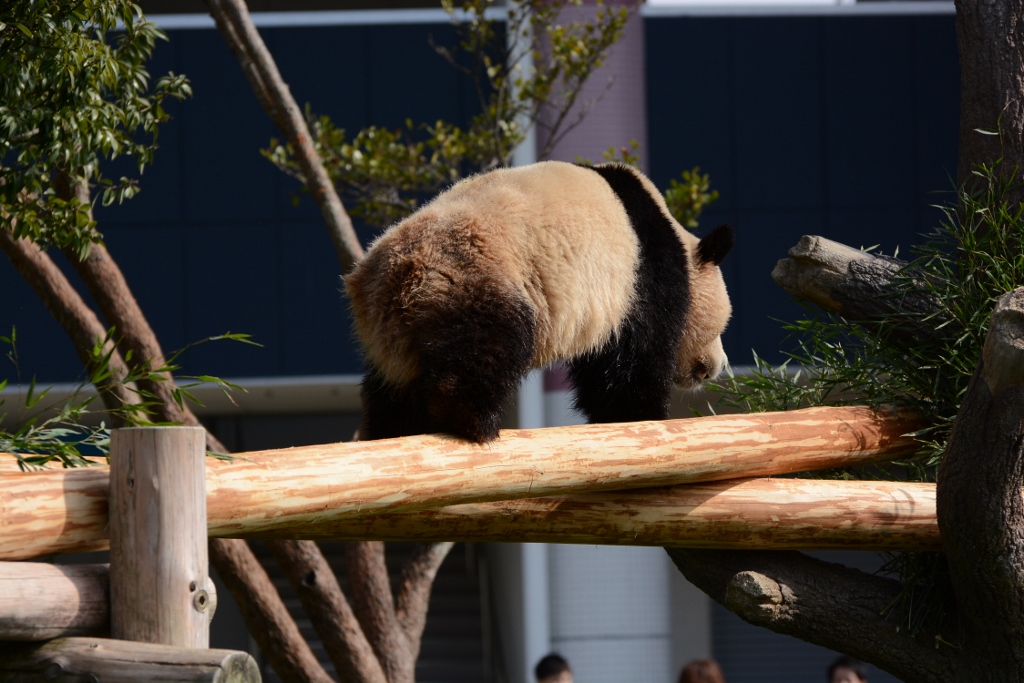 ２０１３年３月白浜パンダ見隊２その４　桜パンダ_a0052986_23305822.jpg