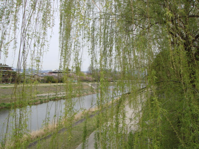 京都に恋!して!京都に住みたい!夢見る!シニア!アハハハーー。_d0060693_2051496.jpg