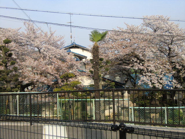 ご近所の桜と餅つき_b0044296_2031452.jpg