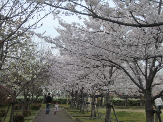 ご近所の桜と餅つき_b0044296_2033231.jpg