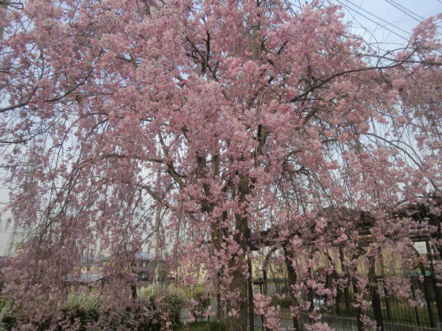 b0044296_20343495.jpg