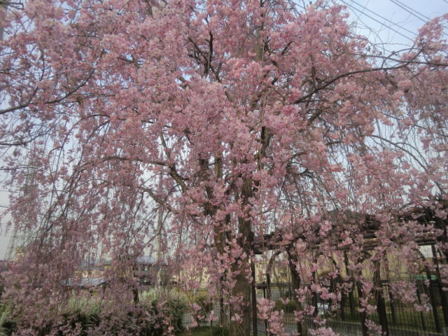 ご近所の桜と餅つき_b0044296_20343495.jpg