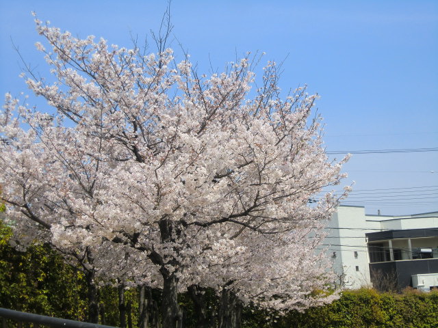 ご近所の桜と餅つき_b0044296_20381528.jpg