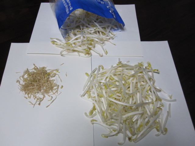 もやしのひげ根 はなみずきによせて もやしのひげ根 はなみずきによせて