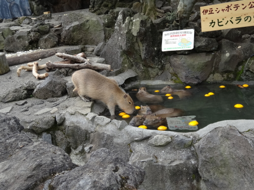 4月11日（木）　ピカピカ・カピカピ♪_c0070298_18471421.jpg