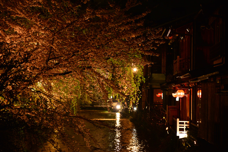 京都桜紀行　その6　夜の祇園白川南通り_e0153701_22274031.jpg