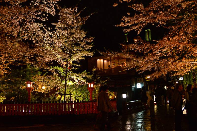 京都桜紀行　その6　夜の祇園白川南通り_e0153701_22391210.jpg